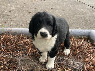 Labrador x Springer Spaniel Puppies