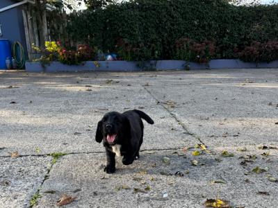 Labrador x Springer Spaniel Puppies