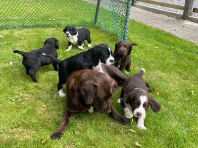 Labrador x Springer Spaniel Puppies