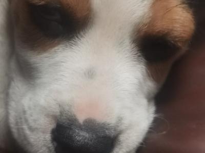 Beautiful purebred Beagle puppies in Dublin