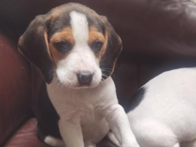Beautiful purebred Beagle puppies in Dublin