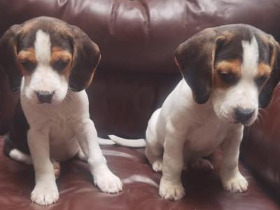 Beautiful purebred Beagle puppies in Dublin