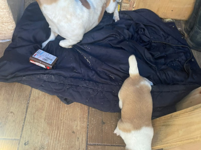 Female Jack Russell puppy in Longford