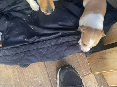 Female Jack Russell puppy in Longford