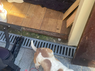 Female Jack Russell puppy in Longford