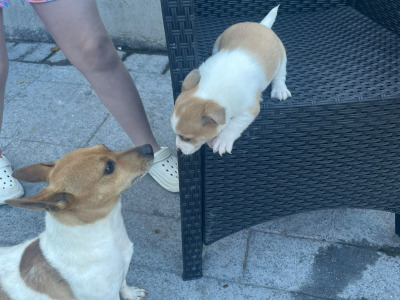 Female Jack Russell puppy in Longford