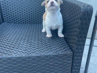Female Jack Russell puppy in Longford