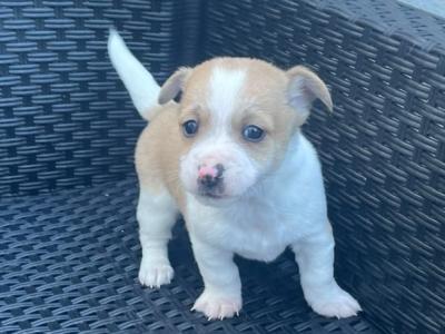 Female Jack Russell puppy in Longford