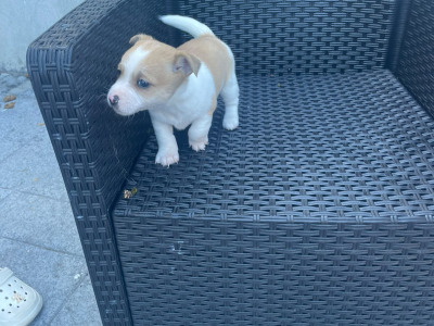 Female Jack Russell puppy in Longford
