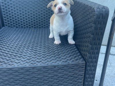 Female Jack Russell puppy in Longford