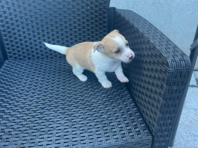 Female Jack Russell puppy in Longford