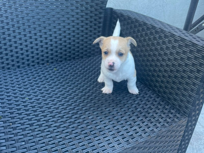 Female Jack Russell puppy in Longford