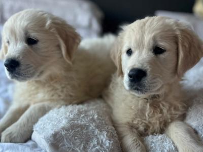 Beautiful IKC Registered (pending) cream Golden Retriever puppies in Tipperary