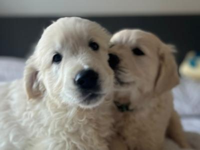 Beautiful IKC Registered (pending) cream Golden Retriever puppies in Tipperary