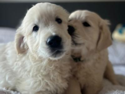 Beautiful IKC Registered (pending) cream Golden Retriever puppies in Tipperary
