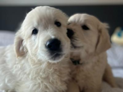 Beautiful IKC Registered (pending) cream Golden Retriever puppies in Tipperary