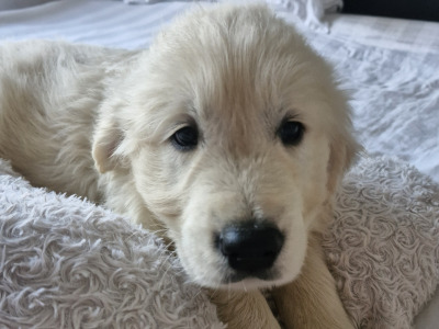 Beautiful IKC Registered (pending) cream Golden Retriever puppies in Tipperary