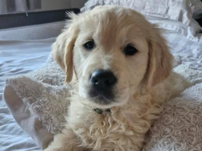 Beautiful IKC Registered (pending) cream Golden Retriever puppies in Tipperary