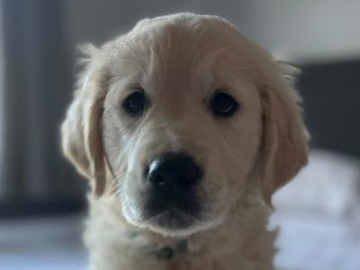 Beautiful IKC Registered (pending) cream Golden Retriever puppies in Tipperary