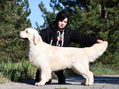 Beautiful IKC Registered (pending) cream Golden Retriever puppies in Tipperary