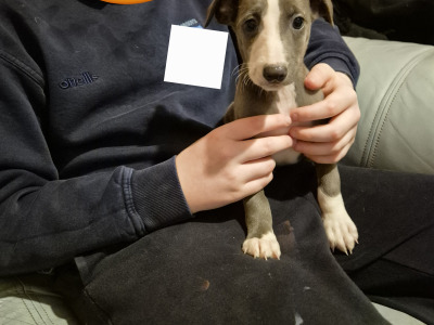 Whippet Pups for Sale
