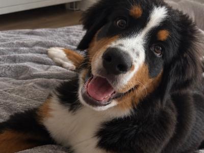 Female Bernese Mountain Dog puppy 4 months old in Dublin