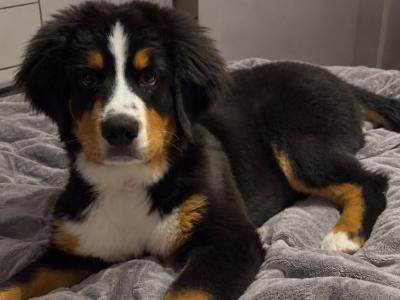Female Bernese Mountain Dog puppy 4 months old in Dublin
