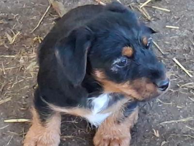 Male Jack Russell puppy in Westmeath