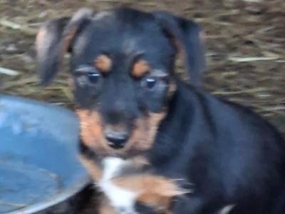 Male Jack Russell puppy in Westmeath