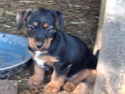 Male Jack Russell puppy in Westmeath