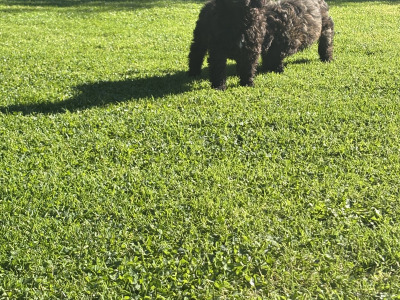 Unique Black & Black Sable Cavapoo puppies 🐶 in Carlow