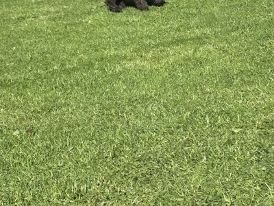 Unique Black & Black Sable Cavapoo puppies 🐶 in Carlow
