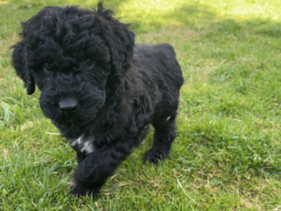 Unique Black & Black Sable Cavapoo puppies 🐶 in Carlow