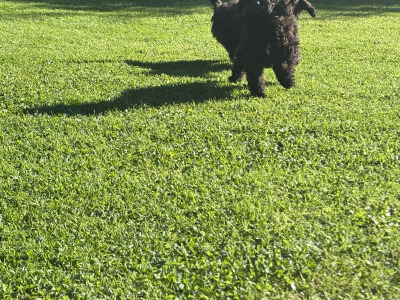 Unique Black & Black Sable Cavapoo puppies 🐶 in Carlow