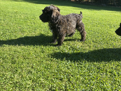 Unique Black & Black Sable Cavapoo puppies 🐶 in Carlow