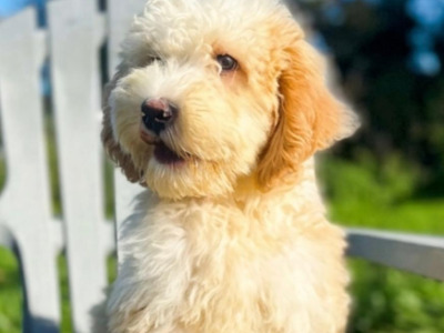 Bernedoodle puppies in Limerick 🐶🐶❤️👌