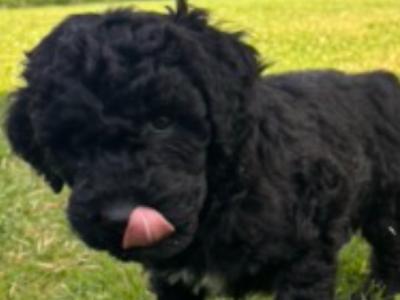 Unique Black & Black Sable Cavapoo puppies 🐶 in Carlow