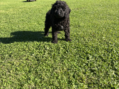 Unique Black & Black Sable Cavapoo puppies 🐶 in Carlow