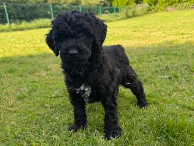Unique Black & Black Sable Cavapoo puppies 🐶 in Carlow