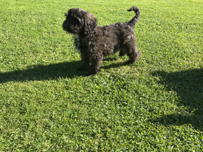 Unique Black & Black Sable Cavapoo puppies 🐶 in Carlow