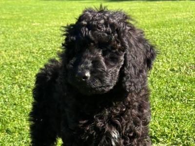 Unique Black & Black Sable Cavapoo puppies 🐶 in Carlow
