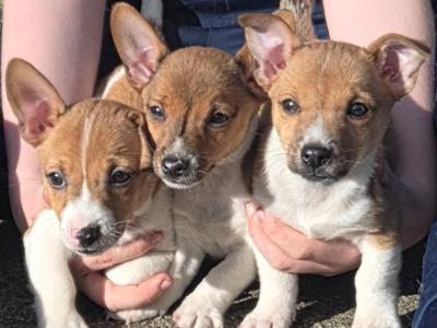 Jack Russell pups in Cavan