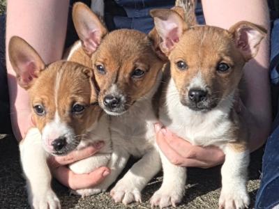 Jack Russell puppies in Cavan