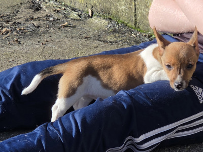 Jack Russell pups in Cavan