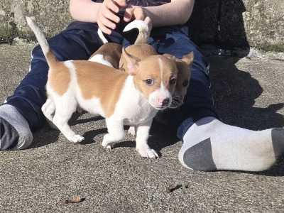 Jack Russell pups in Cavan