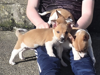 Jack Russell pups in Cavan