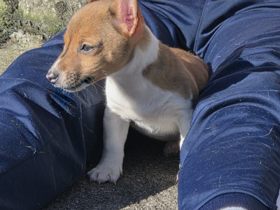 Jack Russell pups in Cavan