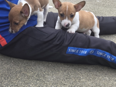 Jack Russell pups in Cavan
