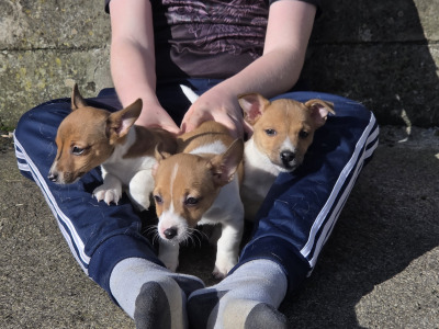 Jack Russell pups in Cavan
