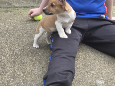 Jack Russell pups in Cavan